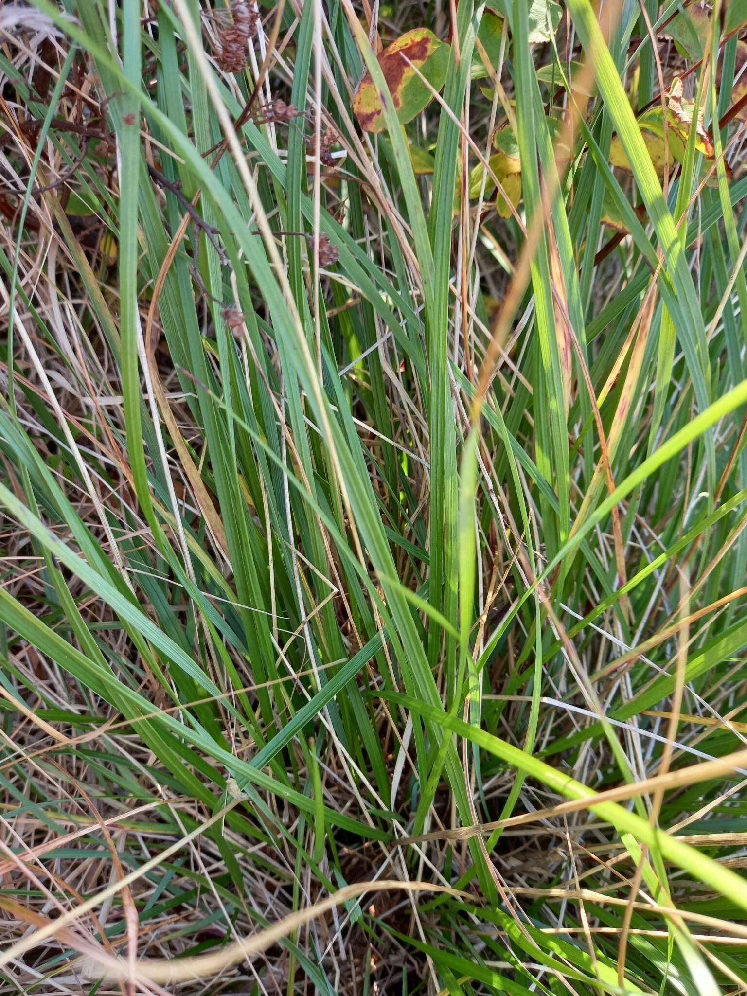 Sivun Anthoxanthum monticola (Bigelow) Veldkamp kuva