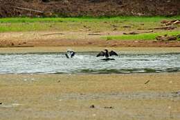 Image of Neotropic Cormorant