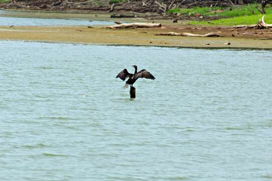 Image of Neotropic Cormorant