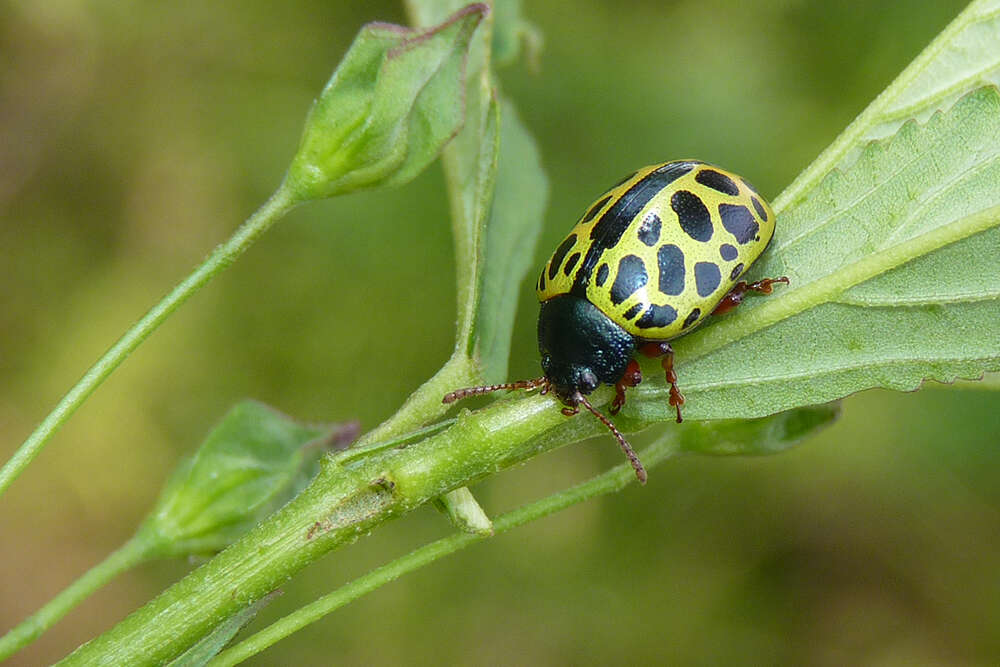 Calligrapha polyspila (Germar 1821)的圖片