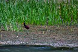 Image of Wattled Jacana