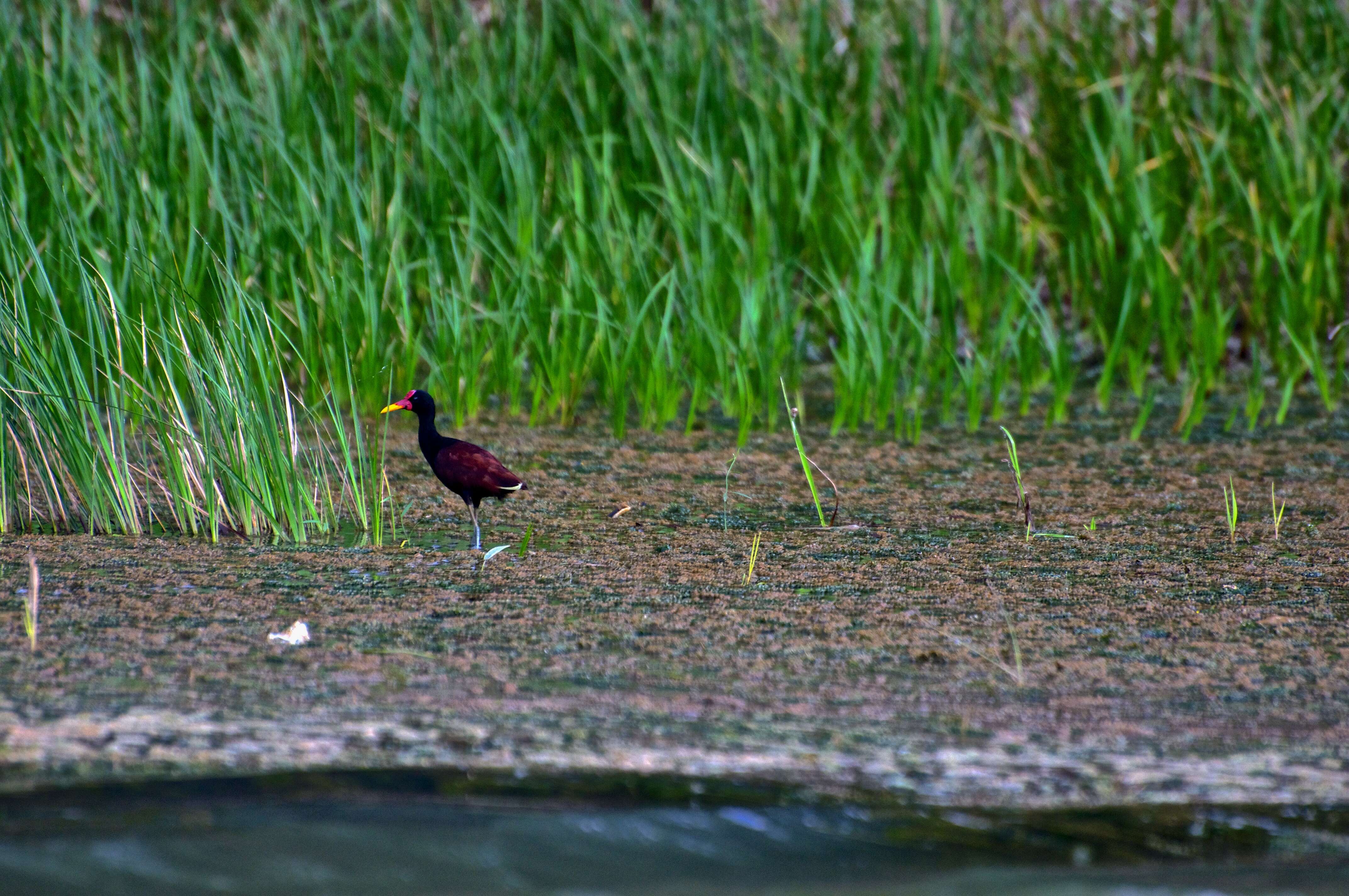 Image of Wattled Jacana