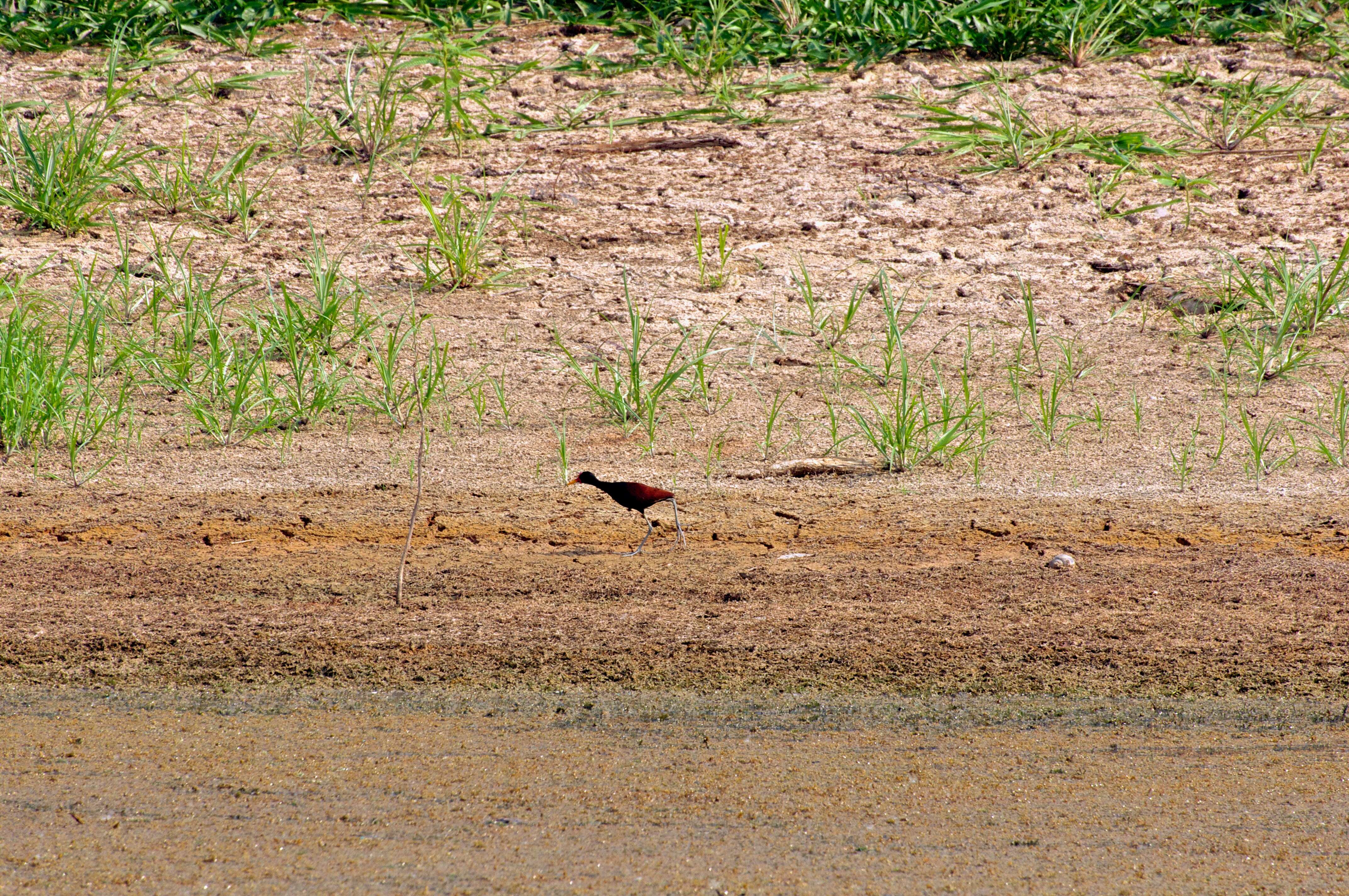 Image of Wattled Jacana