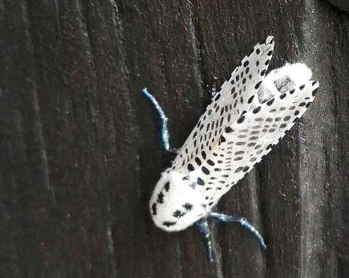 Image of leopard moth