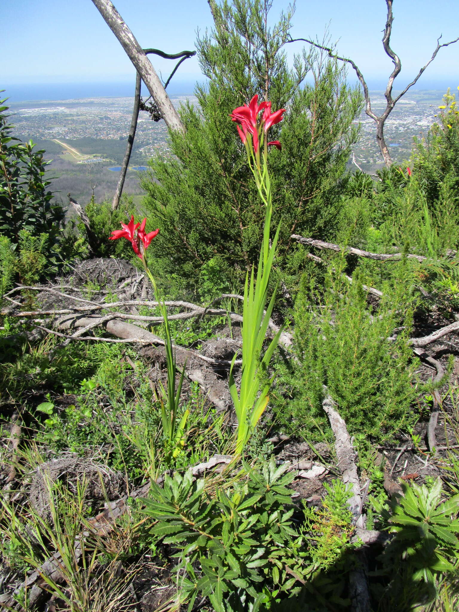 Image of Gladiolus sempervirens G. J. Lewis
