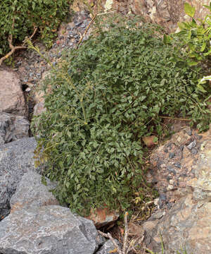 Image of Pimpinella junoniae Ceball. & Ortuno