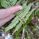 Sivun Dryopteris apiciflora (Wall. ex Mett.) O. Kuntze kuva