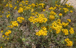 Image of woolly paperflower