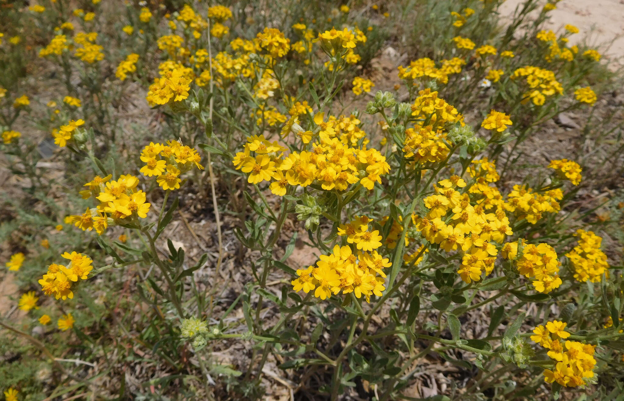 Image of woolly paperflower