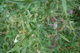 Image of Spear Thistle