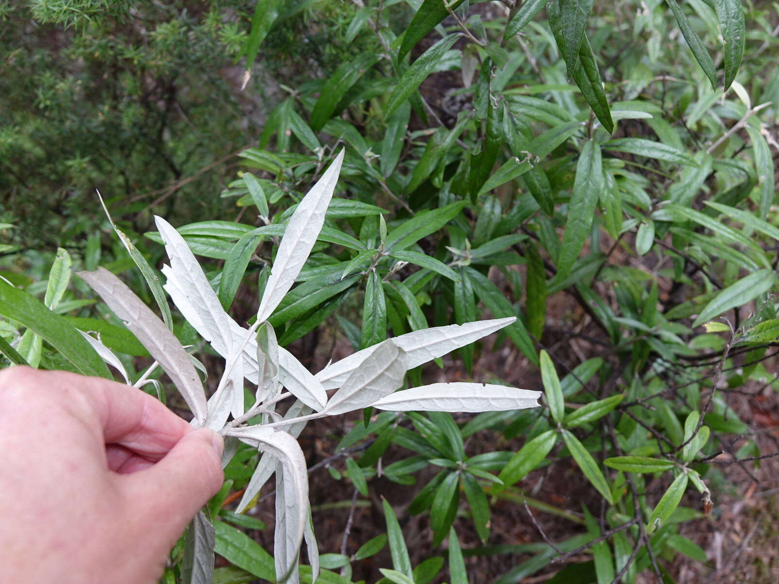 Image de Corokia buddleioides A. Cunn.