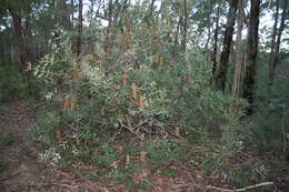 Image of Banksia paludosa R. Br.