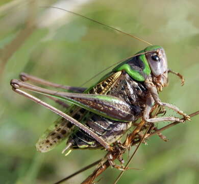 Image of Wart-biter cricket