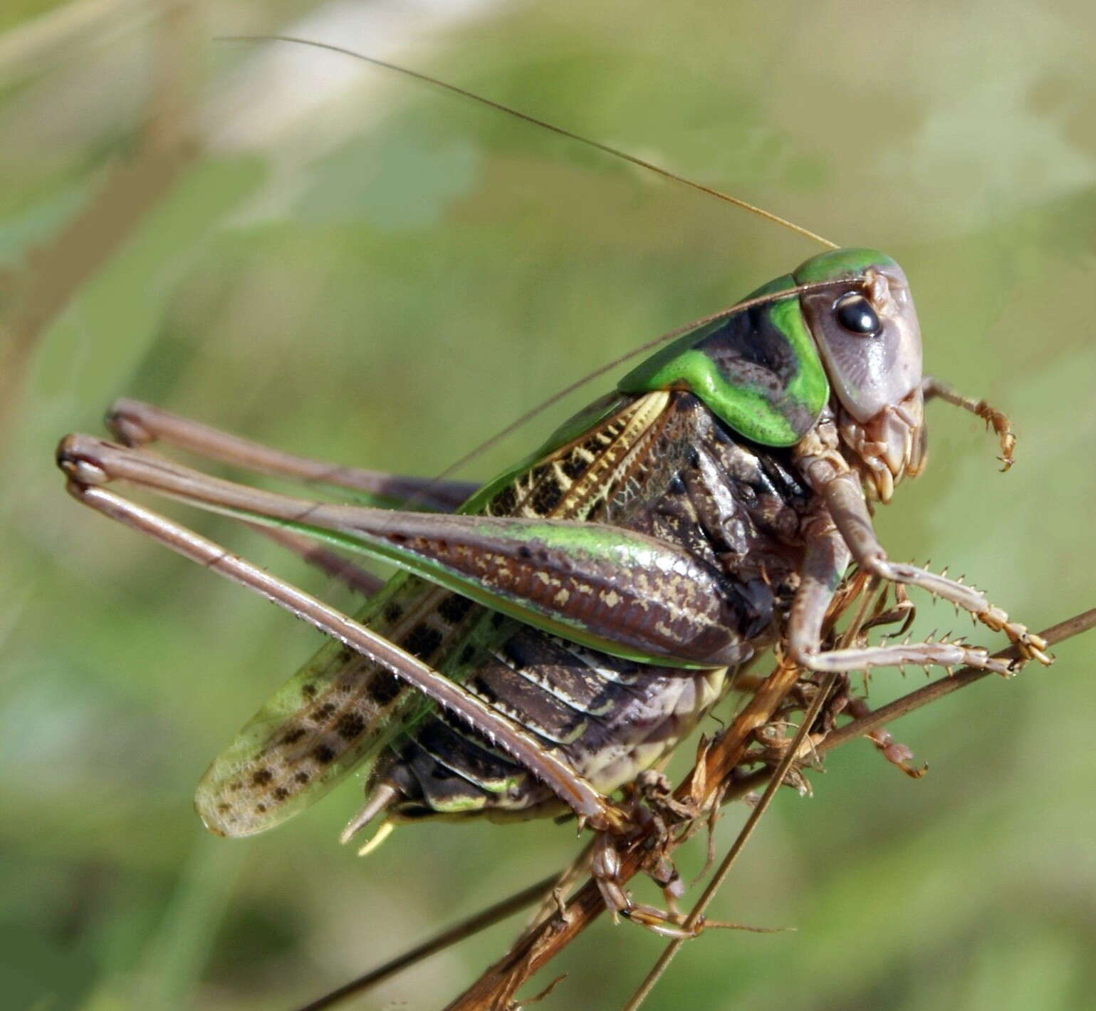 Image of Wart-biter cricket