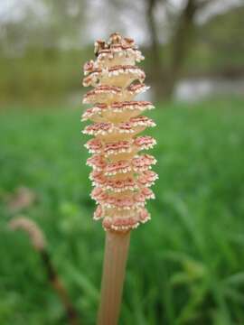 Image of field horsetail