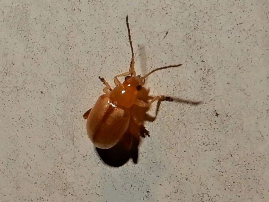 Image of Tansy Ragwort Flea Beetle