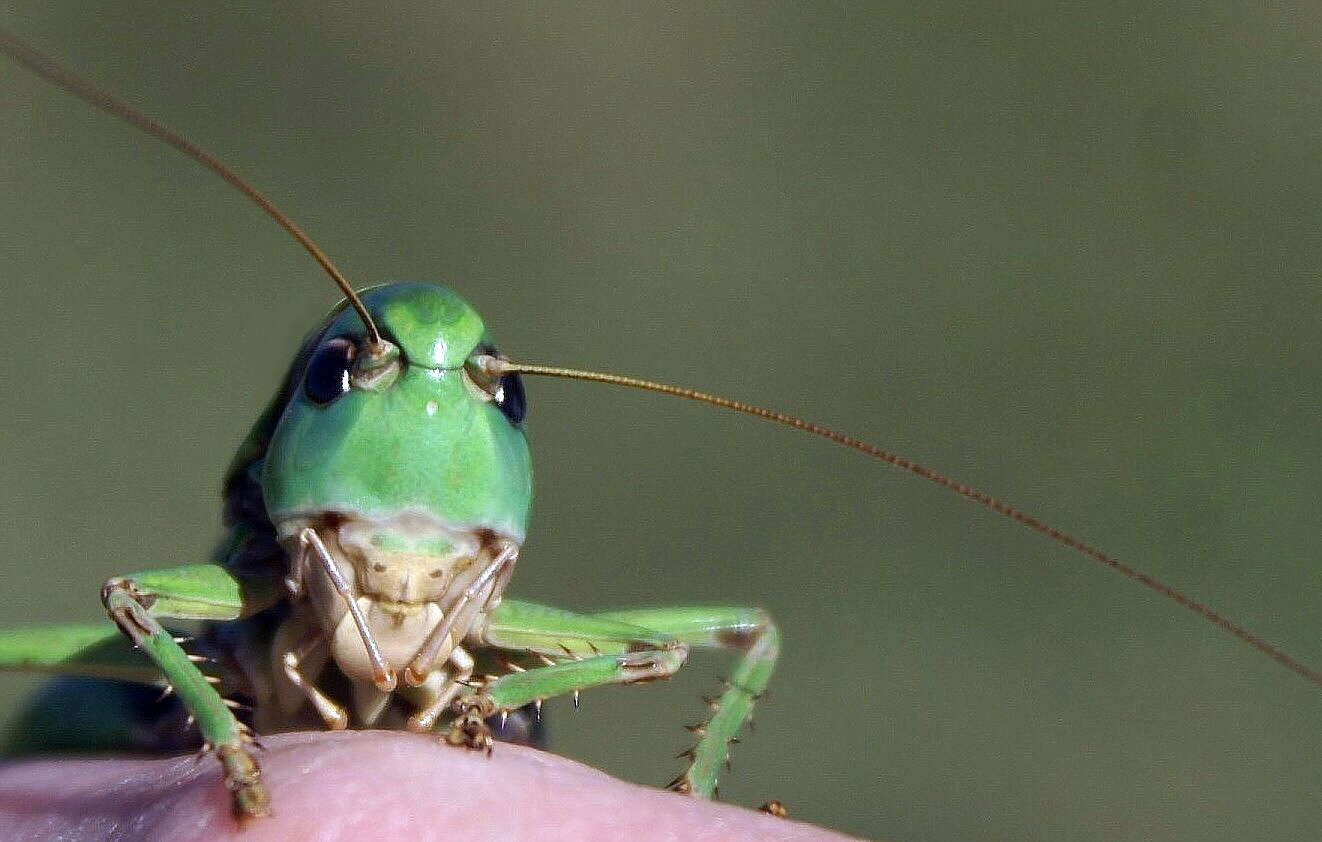 Image of Wart-biter cricket