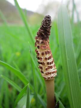 Image of field horsetail