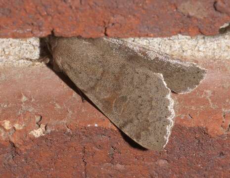 Слика од Orthosia alurina Smith 1902