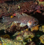 Image of Orange cardinalfish