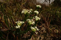 Image of Pimelea humilis R. Br.