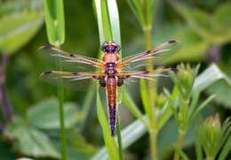 Image of Four-spotted Chaser