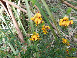 Image of Pultenaea gunnii Benth.