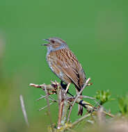 Image of Dunnock