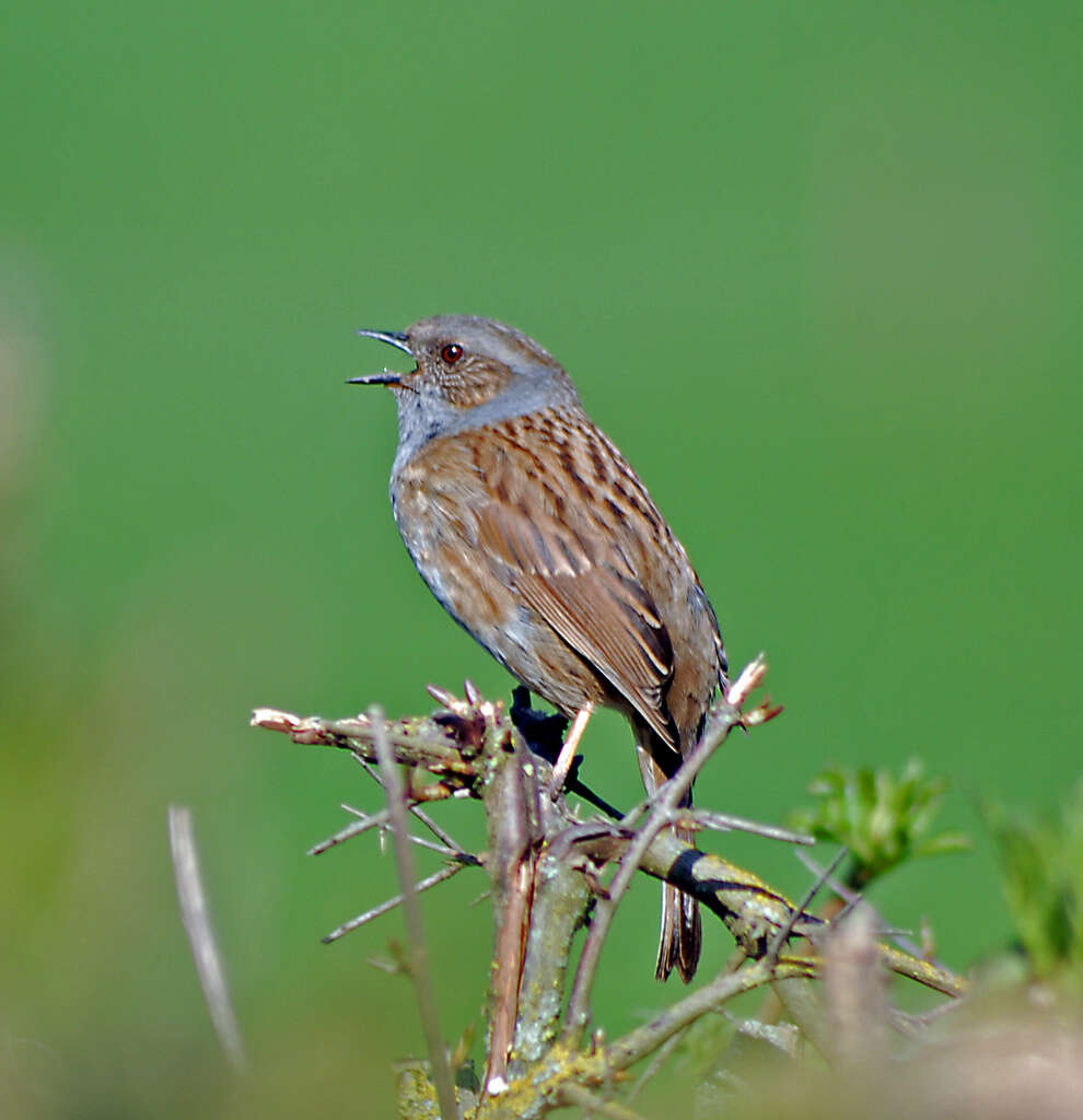 Image of Dunnock