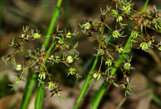 Imagem de Luzula pilosa (L.) Willd.