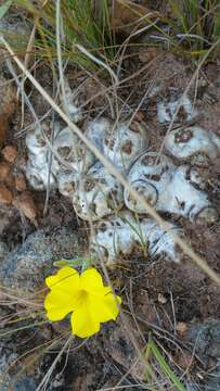 Image de Pachypodium brevicaule Baker