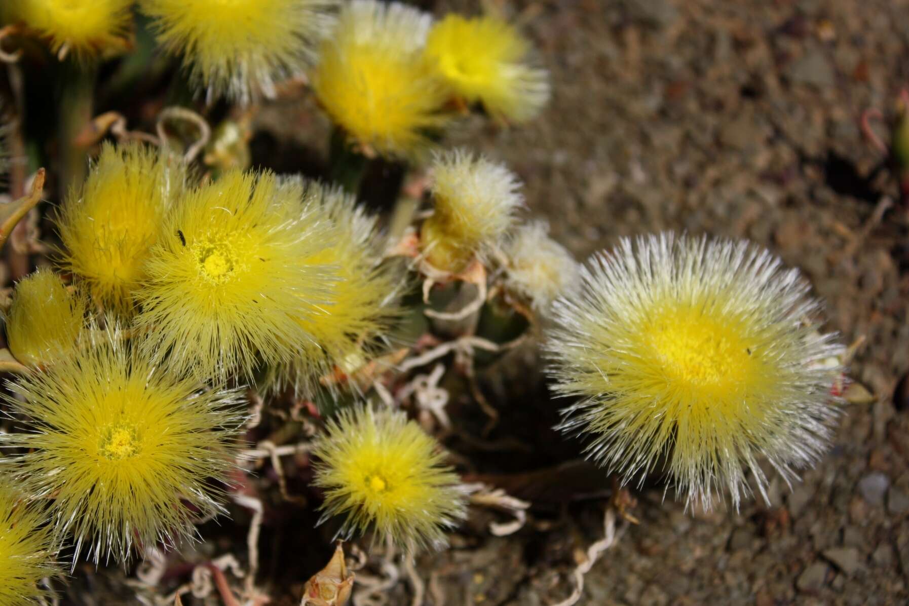 صورة Mesembryanthemum eurystigmatum Gerbaulet