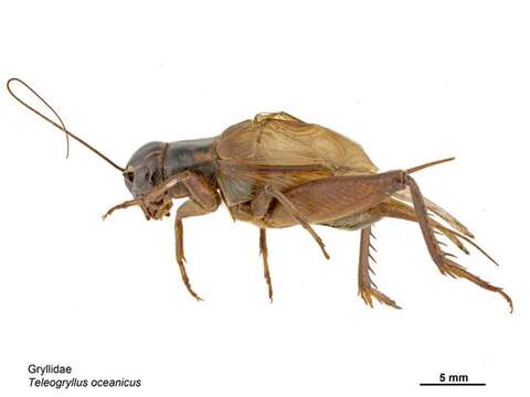 Image of Oceanic field cricket