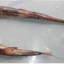 Image of Deepwater cornetfish