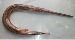 Image of Deepwater cornetfish