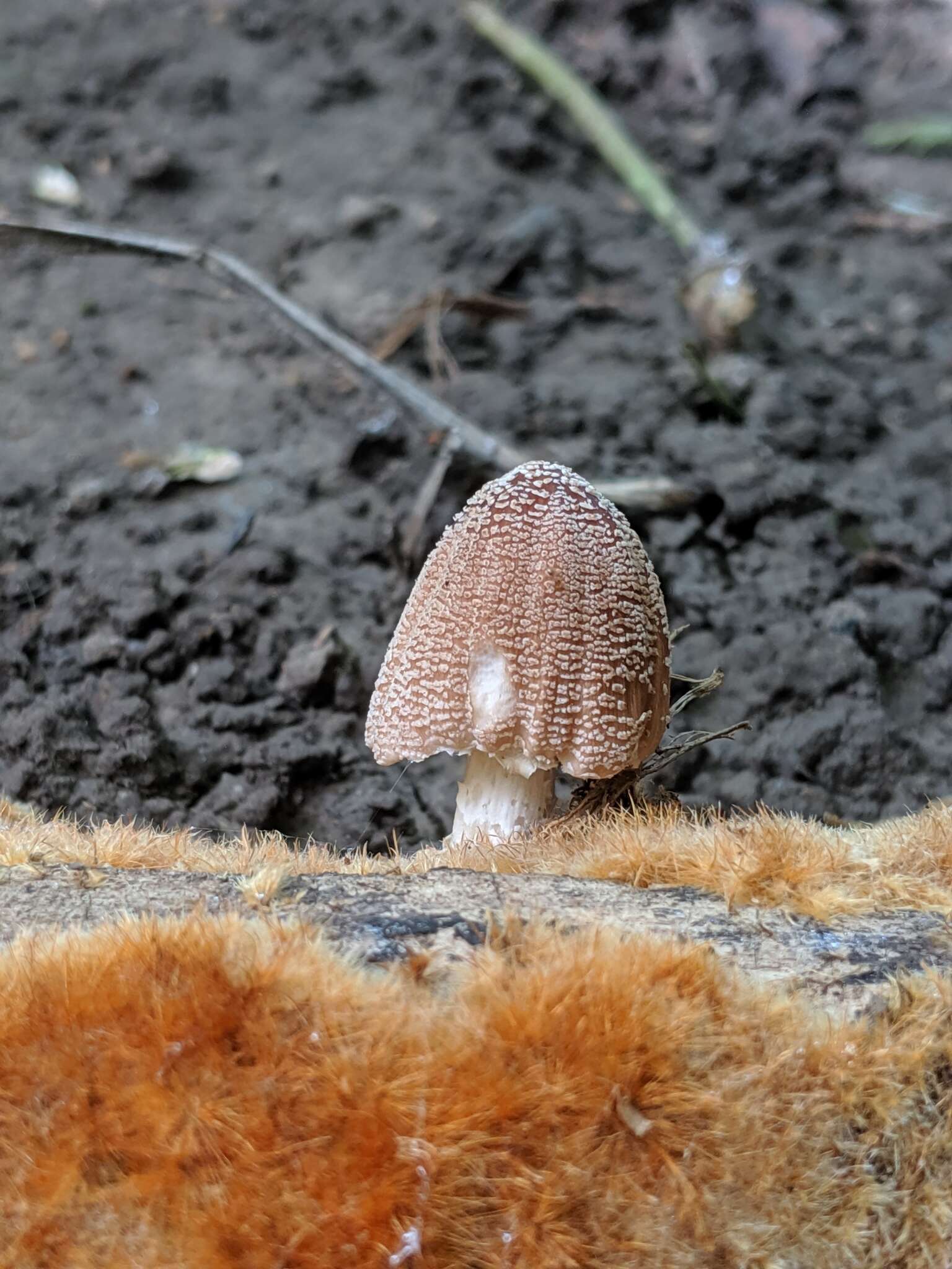 Coprinellus domesticus (Bolton) Vilgalys, Hopple & Jacq. Johnson 2001的圖片