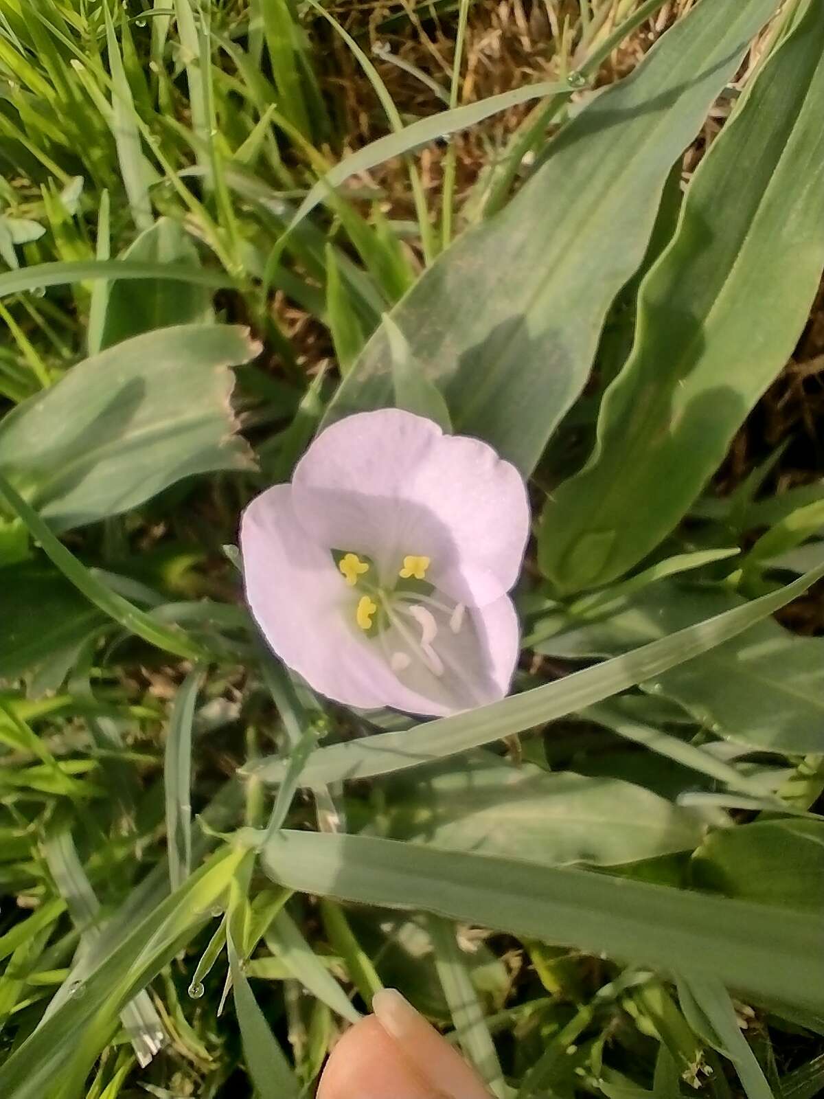 Image of Commelina platyphylla Klotzsch ex Seub.