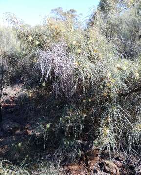 Image of Banksia wonganensis (A. S. George) A. R. Mast & K. R. Thiele