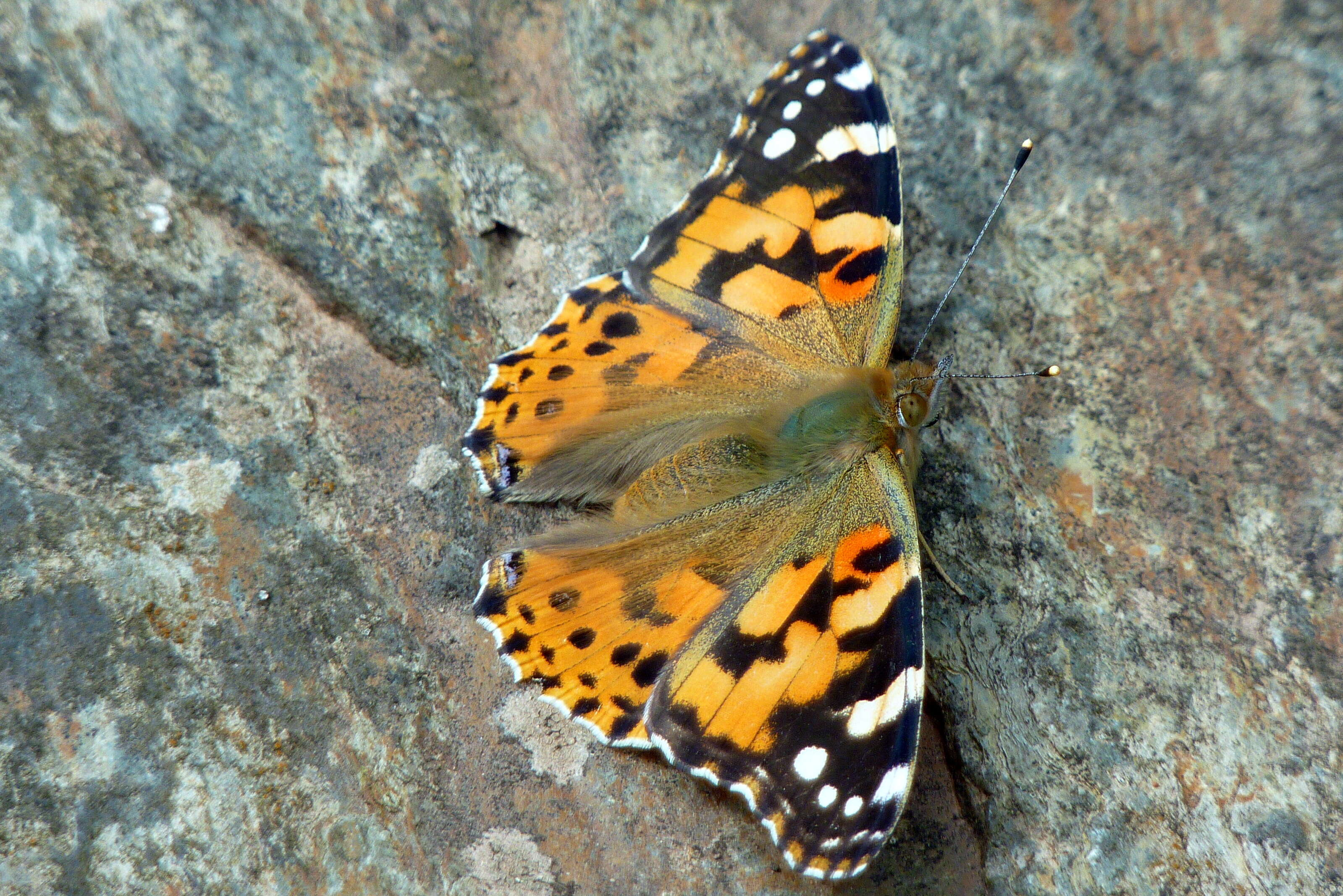 Image of Vanessa cardui