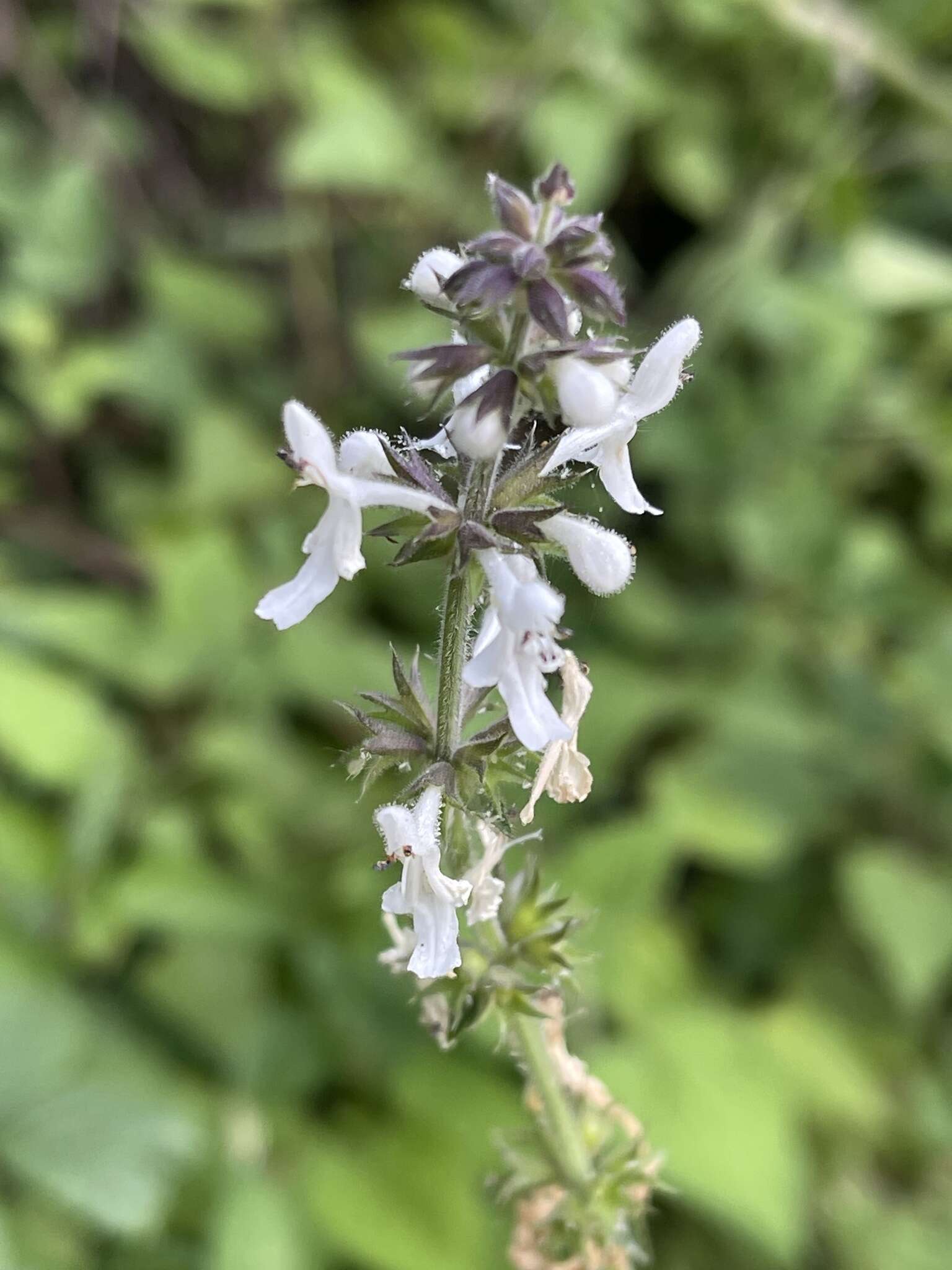 Stachys grandifolia E. Mey.的圖片