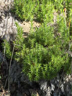 Plancia ëd Galium andrewsii subsp. gatense (Dempster) Dempster & Stebbins