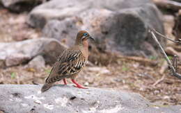 Imagem de Zenaida galapagoensis Gould 1841