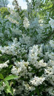 Image of slender pride of Rochester