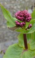 Image of Red Valerian