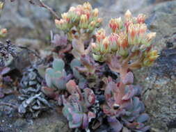 Image of Sierra stonecrop