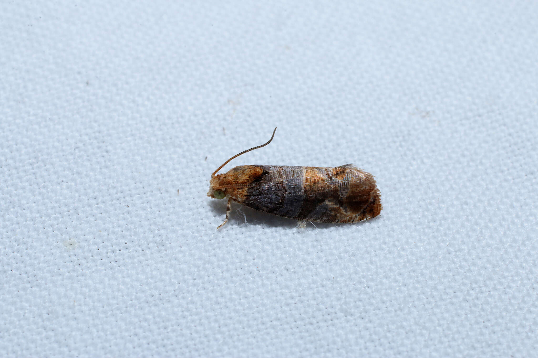 Image of Tulip-tree Leaftier Moth