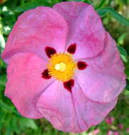 Image of Cistus × purpureus