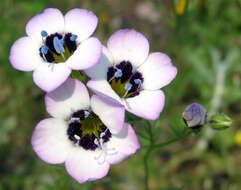 Image of bird's-eye gilia