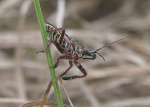 صورة Apiomerus floridensis Berniker & Szerlip ex Berniker et al. 2011