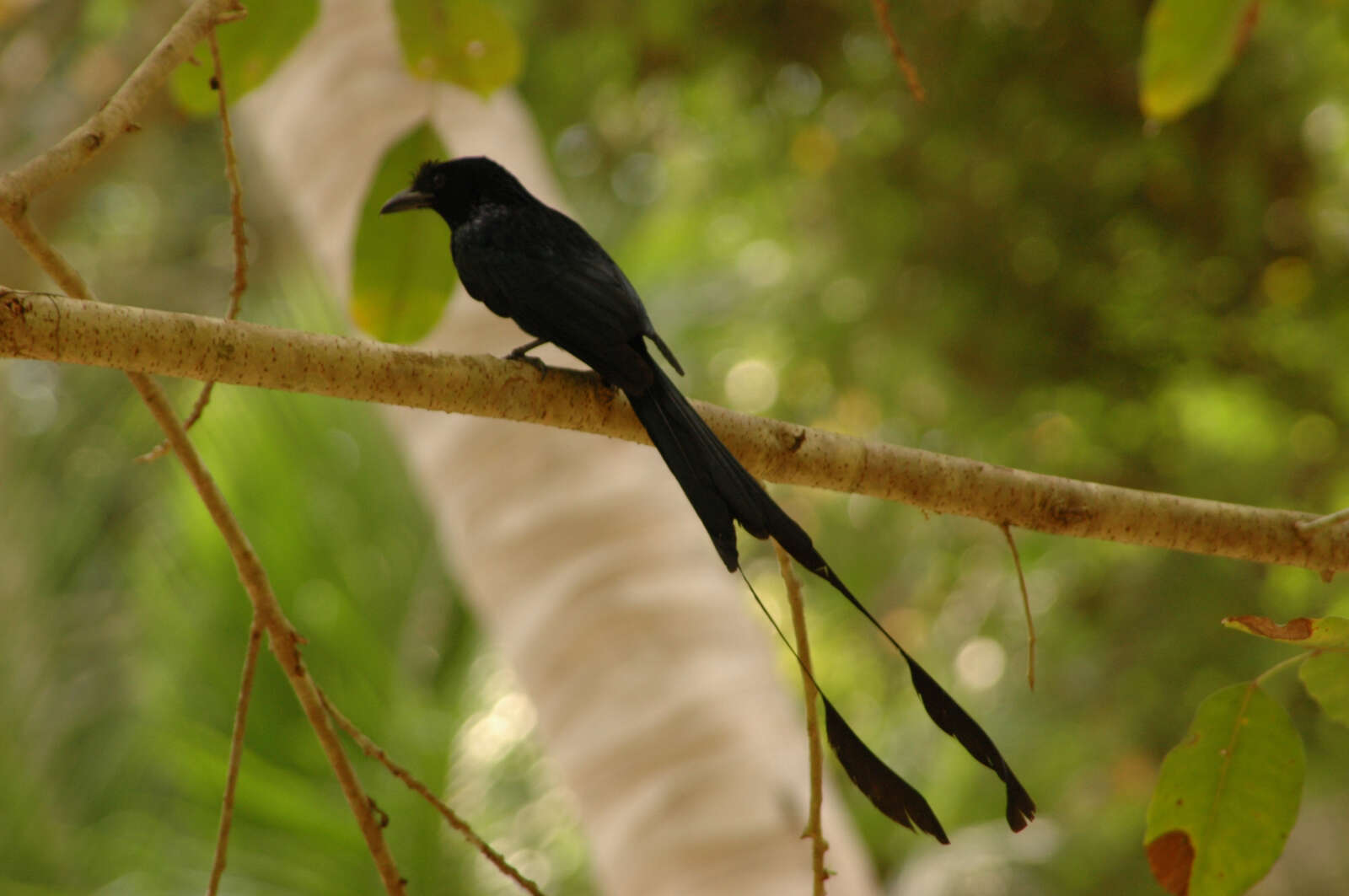 Imagem de Dicrurus paradiseus (Linnaeus 1766)